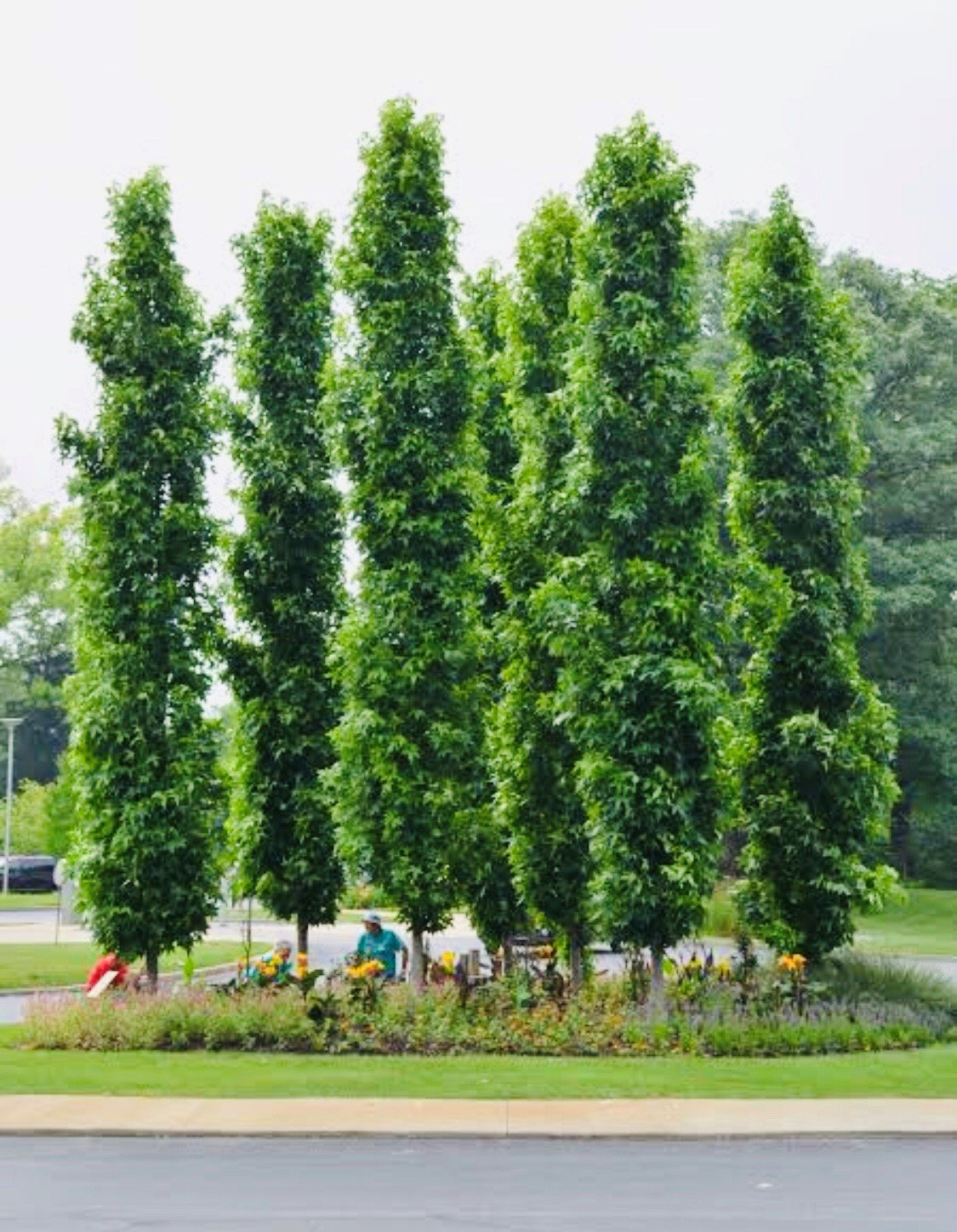 Liquidambar styraciflua 'Oakville Highlight'